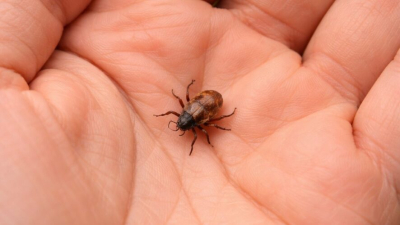 Клещи уже в прошлогодней траве - кинологи предупреждают татарстанцев, что пора обезопасить собак 22/03/2026 &ndash; Новости