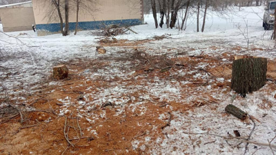 В Казахстане возбудили четыре уголовных дела за незаконную вырубку елей