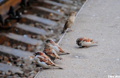 &laquo;Громко чирикают и не размножаются&raquo;: в России стартует перепись воробьев