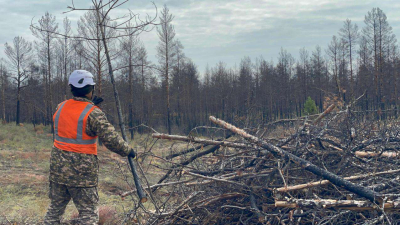 Санитарная вырубка леса продолжается в «Семей Орманы»