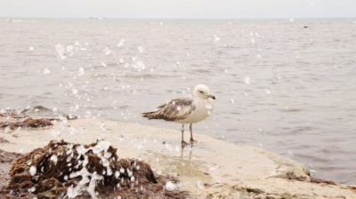 &quot;Воды нет&quot;: высыхающий Каспий сняли с высоты