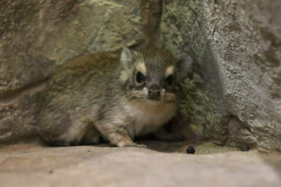 В Казанском зооботсаду на свет появились четверо малышей в семействе даманов Брюса