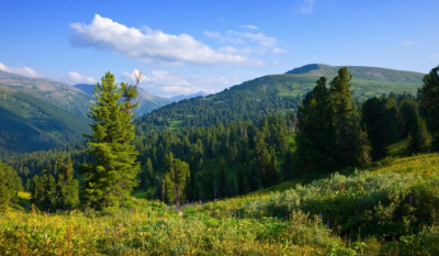 Леса Казахстана: что происходит с природным достоянием страны?