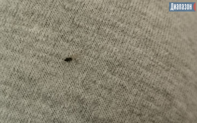 Письмо читателя. Мошки атакуют горожан