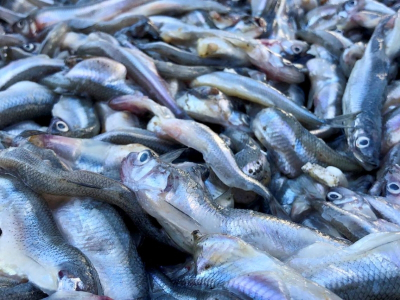 В Рязанской области расширят список водоемов, где запрещено использовать моторные лодки