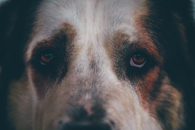 Кинолог Голубев: собака не помешает работе из дома, если закрыть ее потребности