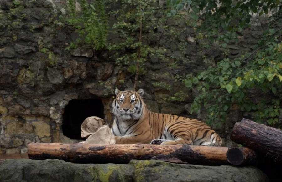 Более 70 тигров погибли в частном зоопарке на севере Таиланда