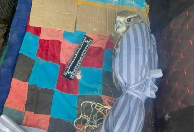Сокола-балобана обнаружили в автомобиле жителя ВКО