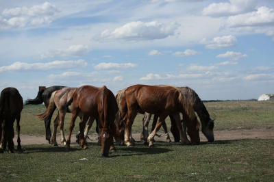 Онлайн-сельхозперепись продлили до 20 сентября