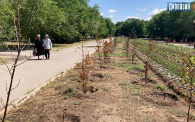 Думают, закопал палку и будет расти - актюбинцы об озеленении города