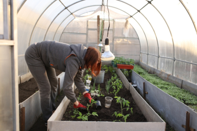 Россиянам рассказали, как подготовить теплицу к новому сезону