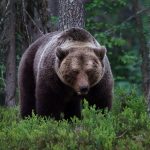 Baza: Медведь напал на двух мужчин в Бурятии