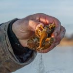 Штраф за незаконный вылов раков в России вырос в 14,5 раза