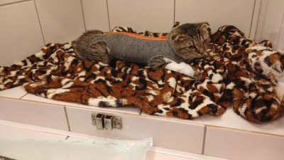 Кошка, которую волонтеры нашли со штырем в теле, упала с 14 этажа квартиры