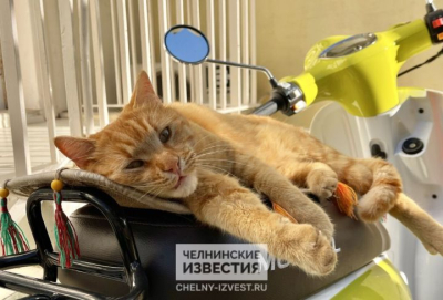 Один кот на 18 «квадратов»: в Татарстане животным определят норму жилплощади