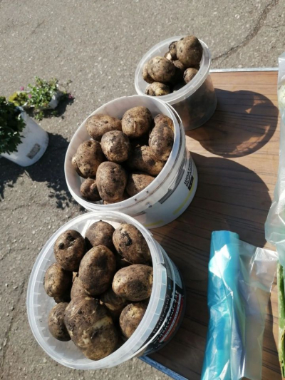 В Челнах уже продают первый урожай картофеля